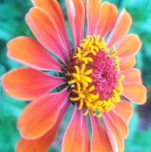 Meet your Posher, Koya